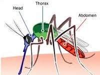 Jenis Hama nyamuk thorax