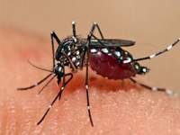 Jasa Pest Control Berantas Nyamuk aedes