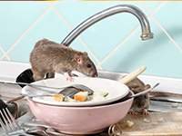 tikus di dapur